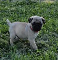 Mickey , a male Pug for sale in Lebanon, PA – 2 of 5