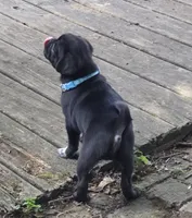 Bruno, a male Pug for sale in Lebanon, PA – 8 of 8