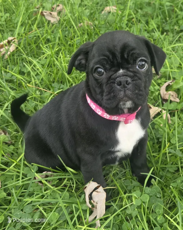 Millie  – English Bulldog, Pug puppy for sale in Lebanon, PA