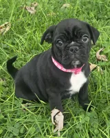 Millie , a female English Bulldog and Pug for sale in Lebanon, PA – 1 of 6