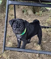 Brody , a male Pug for sale in Lebanon, PA – 5 of 7