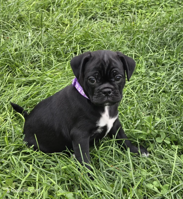 Poppy  – English Bulldog, Pug puppy for sale in Lebanon, PA