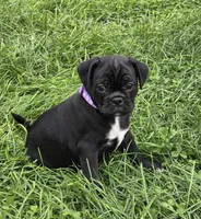 Poppy , a female English Bulldog and Pug for sale in Lebanon, PA – 1 of 7