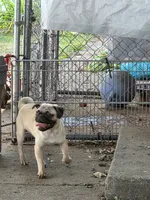 Charlie , a male Pug for sale in Lebanon, PA – 7 of 8