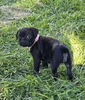 Josie , a female Pug for sale in Lebanon, PA – 3 of 5