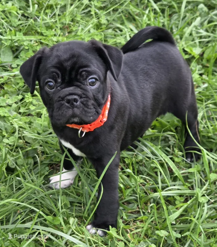 Zoey  – English Bulldog, Pug puppy for sale in Lebanon, PA