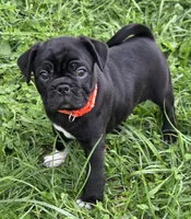Zoey , a female English Bulldog and Pug for sale in Lebanon, PA – 1 of 6