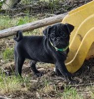 Brody , a male Pug for sale in Lebanon, PA – 2 of 7