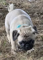 Millie, a female Pug for sale in Lebanon, PA – 4 of 9