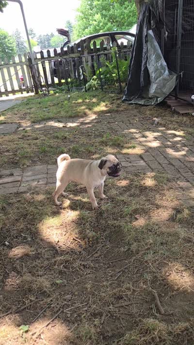 Charlie , a male Pug for sale in Lebanon, PA – 8 of 8