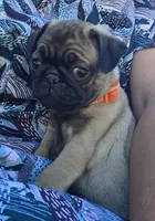 Lola, a female Pug for sale in Zolfo Springs, FL – Photo 4 of 5