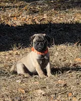 Lola, a female Pug for sale in Zolfo Springs, FL – Photo 1 of 5