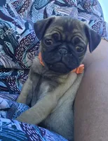 Lola, a female Pug for sale in Zolfo Springs, FL – Photo 2 of 5