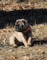 Lola, a female Pug for sale in Zolfo Springs, FL – Photo 5 of 5