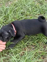 Jasper , a male Pug for sale in Zolfo Springs, FL – Photo 3 of 5