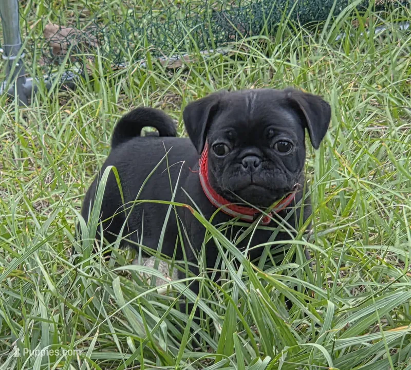 Jasper  – Pug puppy for sale in Zolfo Springs, FL