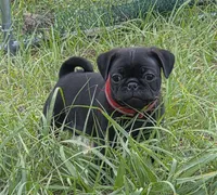 Jasper , a male Pug for sale in Zolfo Springs, FL – Photo 1 of 5