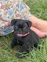 Jasper , a male Pug for sale in Zolfo Springs, FL – Photo 5 of 5