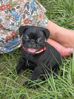 Jasper , a male Pug for sale in Zolfo Springs, FL – Photo 4 of 5