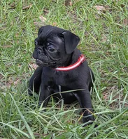 Jasper , a male Pug for sale in Zolfo Springs, FL – Photo 2 of 5