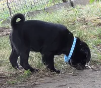 Bruno, a male Pug for sale in Lebanon, PA – 6 of 8