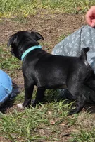 Lacey , a female English Bulldog and Pug for sale in Zolfo Springs, FL – Photo 4 of 4