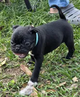 Lacey , a female English Bulldog and Pug for sale in Zolfo Springs, FL – Photo 3 of 4
