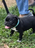 Lacey , a female English Bulldog and Pug for sale in Zolfo Springs, FL – Photo 2 of 4