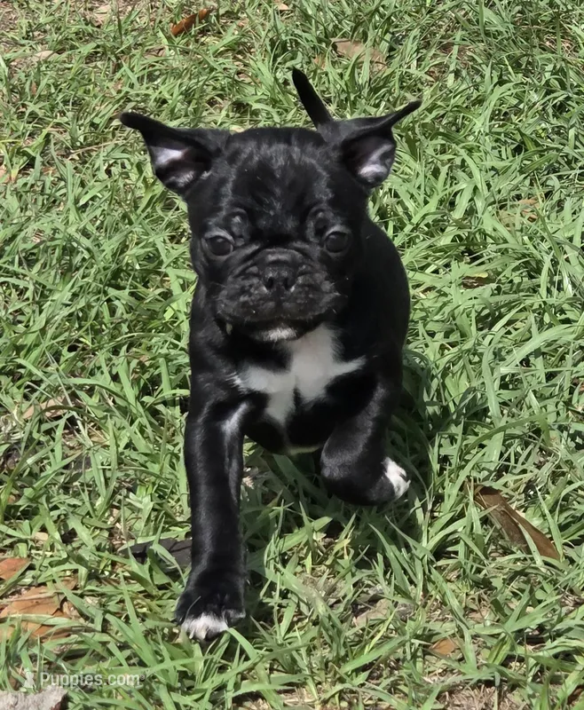 Lacey  – English Bulldog, Pug puppy for sale in Zolfo Springs, FL