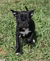 Lacey , a female English Bulldog and Pug for sale in Zolfo Springs, FL – Photo 1 of 4