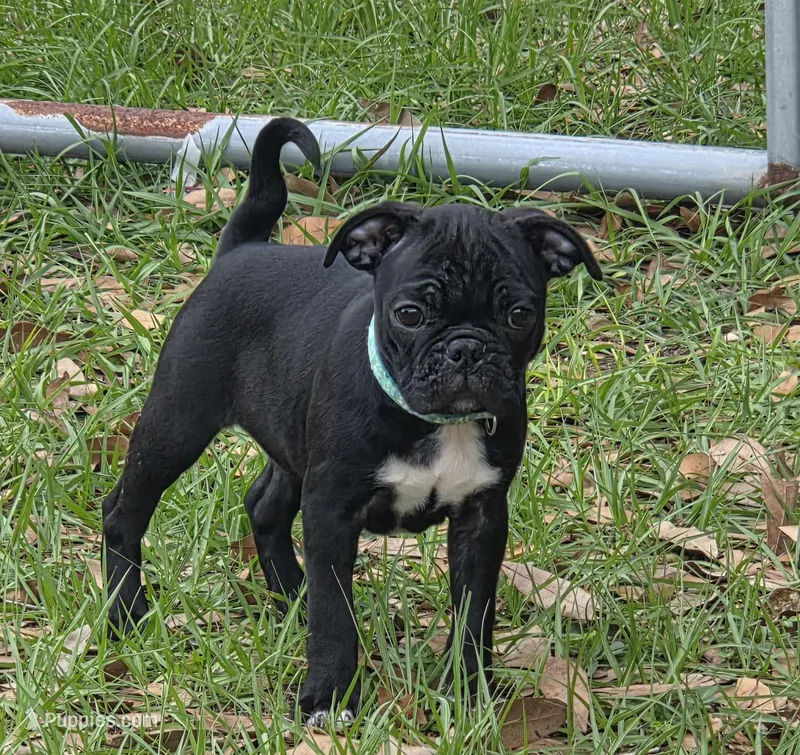 Lacey  – English Bulldog, Pug puppy for sale in Zolfo Springs, FL