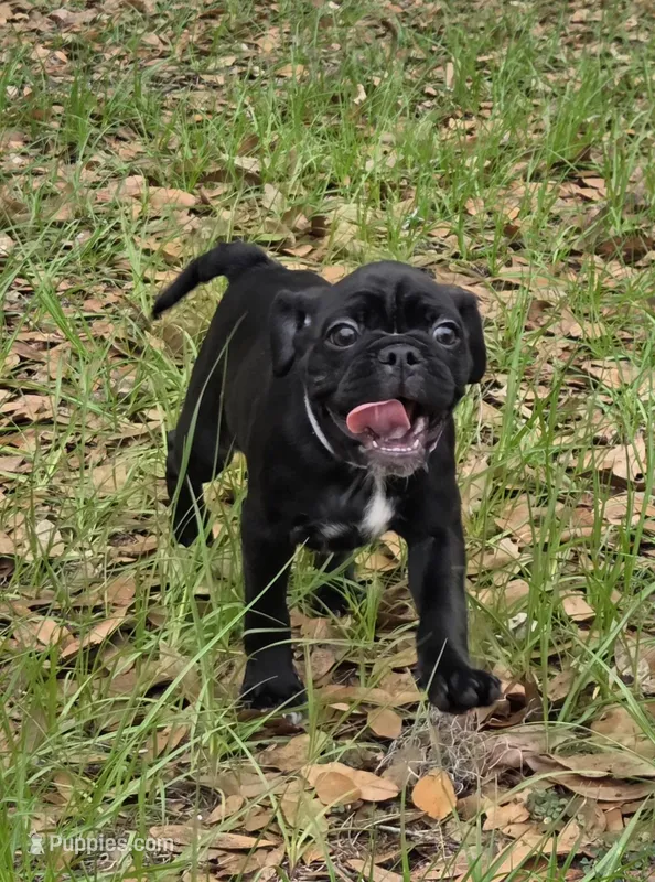 Peyton  – English Bulldog, Pug puppy for sale in Zolfo Springs, FL