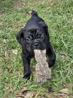 Peyton , a female English Bulldog and Pug for sale in Zolfo Springs, FL – Photo 4 of 4