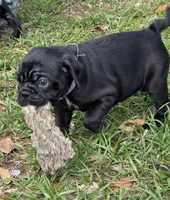 Peyton , a female English Bulldog and Pug for sale in Zolfo Springs, FL – Photo 2 of 4