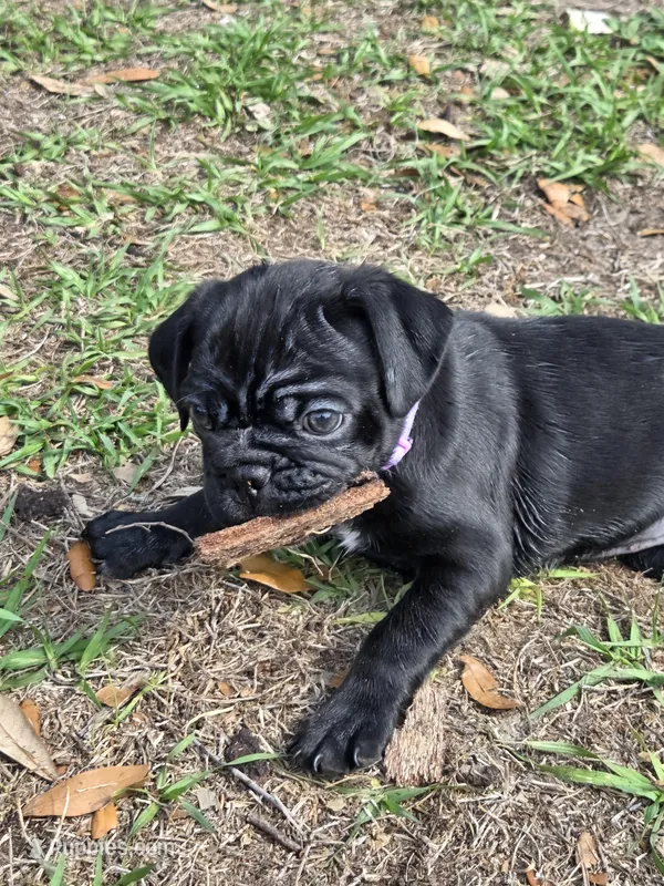 Peyton  – English Bulldog, Pug puppy for sale in Zolfo Springs, FL