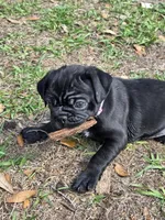 Peyton , a female English Bulldog and Pug for sale in Zolfo Springs, FL – Photo 1 of 4