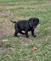 Peyton , a female English Bulldog and Pug for sale in Zolfo Springs, FL – Photo 3 of 4