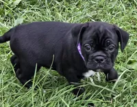 Poppy , a female English Bulldog and Pug for sale in Lebanon, PA – 5 of 7