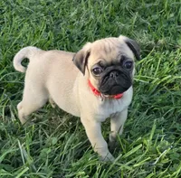 Mickey , a male Pug for sale in Lebanon, PA – 4 of 5