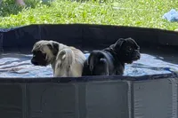 Charlie , a male Pug for sale in Lebanon, PA – 6 of 8