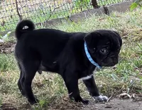 Bruno, a male Pug for sale in Lebanon, PA – 3 of 8