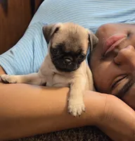 Pipsqueak, a male Pug for sale in Lebanon, PA – 2 of 8