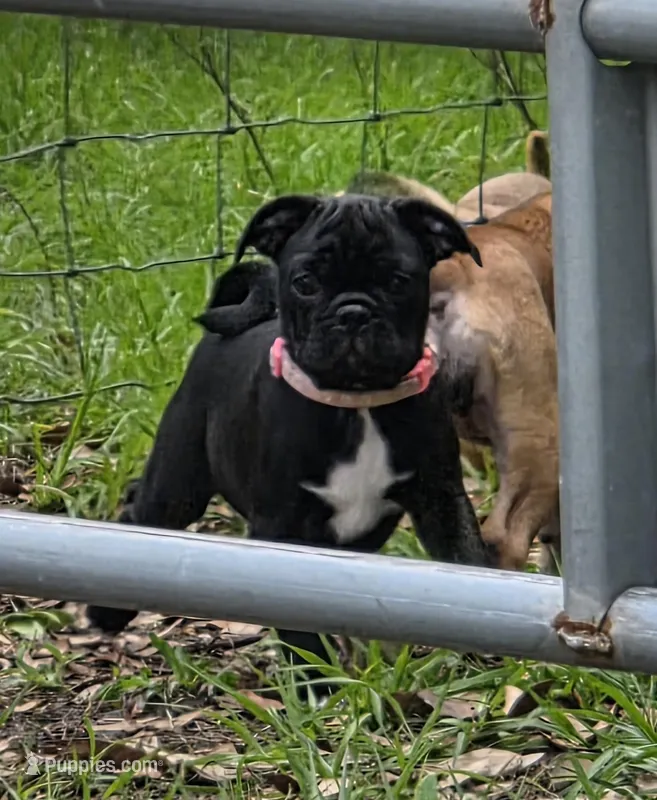 Sweetie  – English Bulldog, Pug puppy for sale in Zolfo Springs, FL