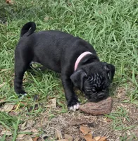 Sweetie , a female English Bulldog and Pug for sale in Zolfo Springs, FL – Photo 5 of 6