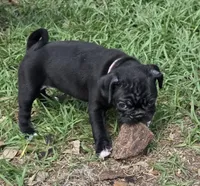 Sweetie , a female English Bulldog and Pug for sale in Zolfo Springs, FL – Photo 4 of 6