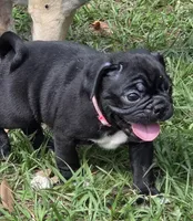 Sweetie , a female English Bulldog and Pug for sale in Zolfo Springs, FL – Photo 1 of 6