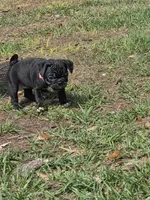 Sweetie , a female English Bulldog and Pug for sale in Zolfo Springs, FL – Photo 3 of 6