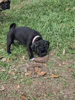 Sweetie , a female English Bulldog and Pug for sale in Zolfo Springs, FL – Photo 2 of 6