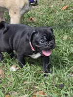 Sweetie , a female English Bulldog and Pug for sale in Zolfo Springs, FL – Photo 6 of 6