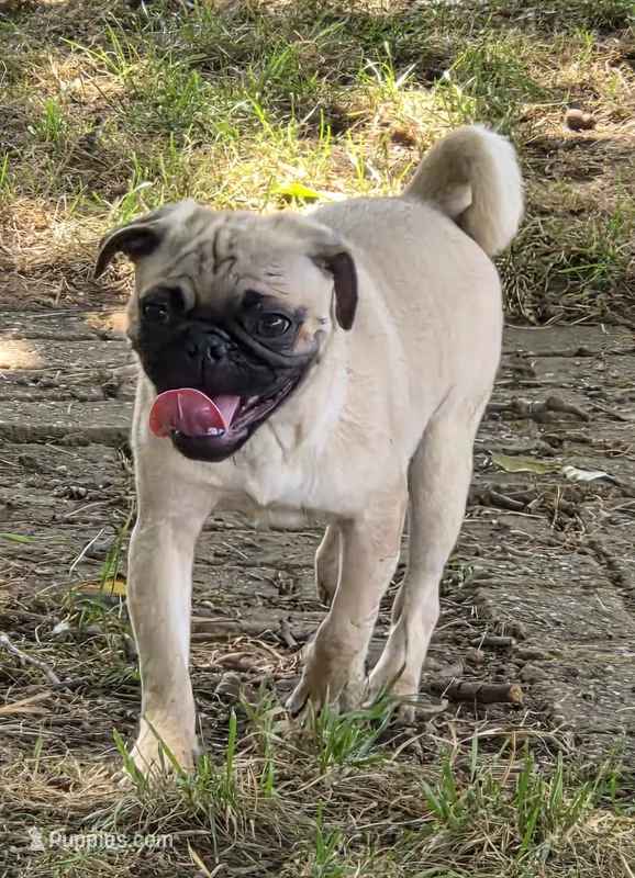 Charlie , a male Pug for sale in Lebanon, PA – 1 of 8